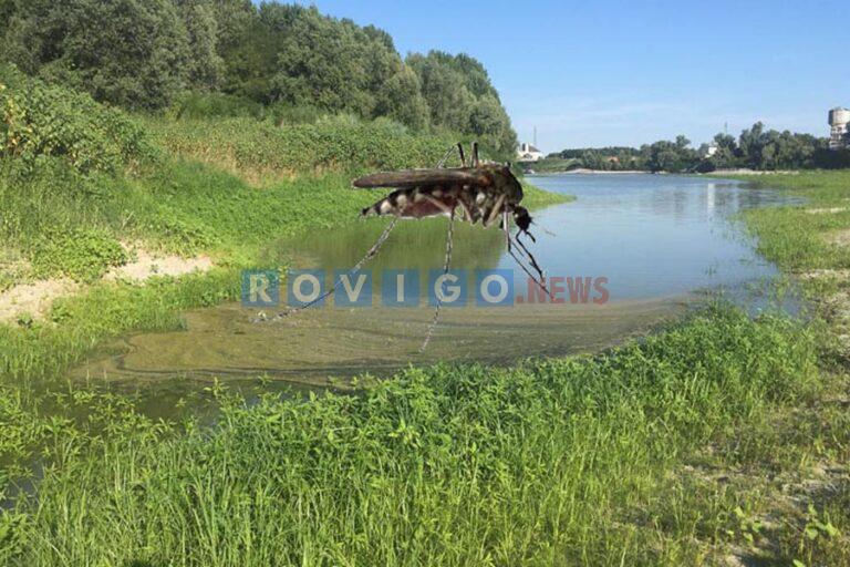 Zanzare, parte la prevenzione: incontro pubblico e larvicida a domicilio