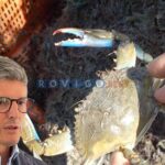 andrea martella granchio blu