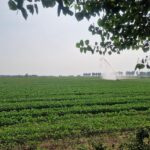 Meno mais, più soia: il Polesine cambia rotta agricola