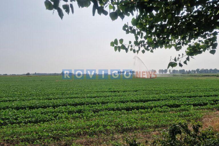 Meno mais, più soia: il Polesine cambia rotta agricola