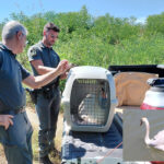Un cigno ferito salvato e restituito al suo habitat nel Delta del Po